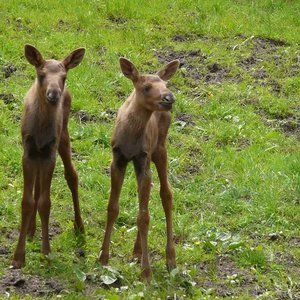 Hotel Oberhof Ausflugstipp: Tierpark Suhl