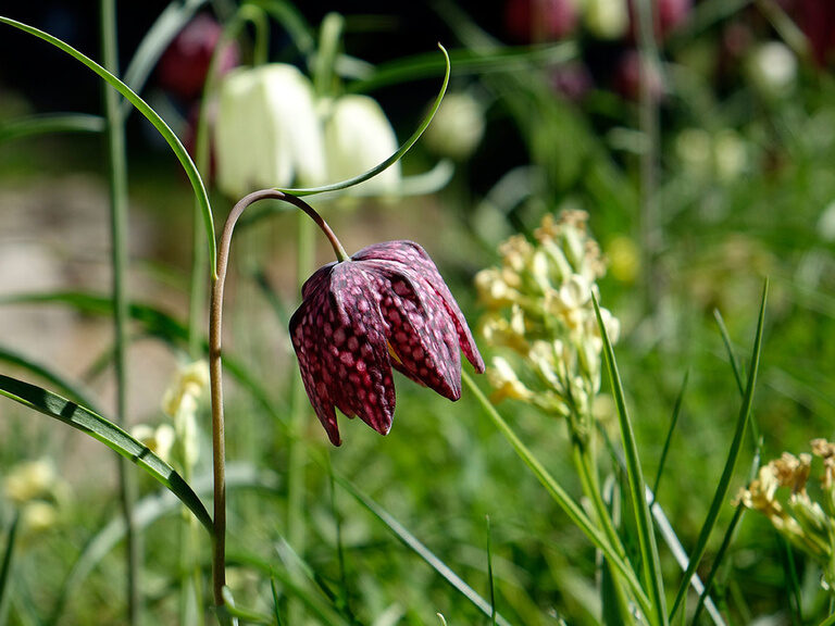 Rennsteiggarten Oberhof, Ausflugstipp Hotel Oberhof