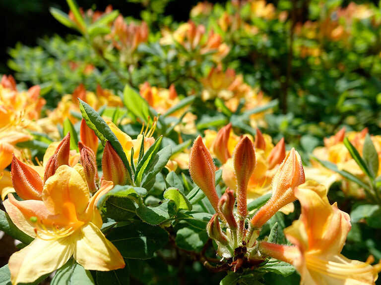 Rennsteiggarten Oberhof, Ausflugstipp Hotel Oberhof