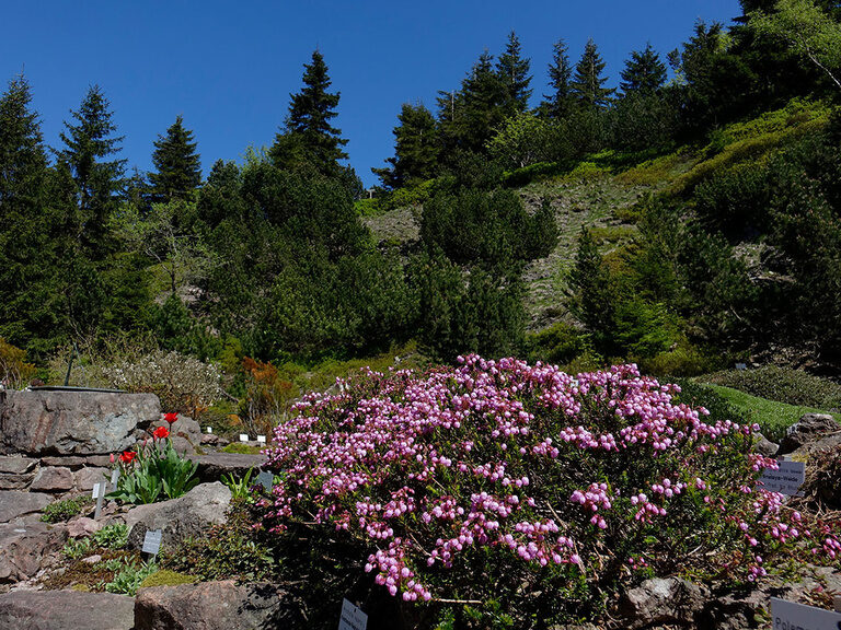 Rennsteiggarten Oberhof, Ausflugstipp Hotel Oberhof