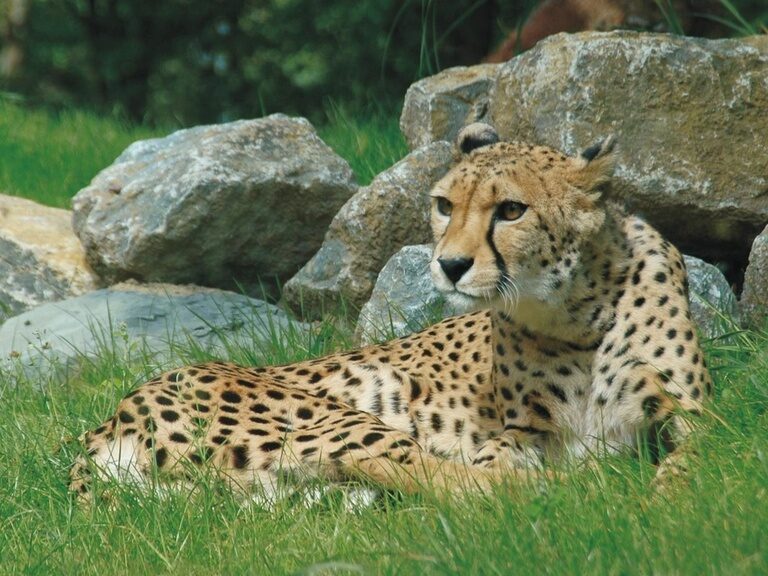 Cheetah at the zoo Erfurt, excursion tip hotel in Oberhof