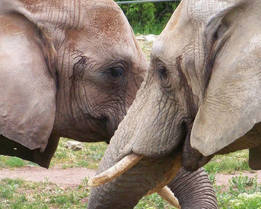 Zoo Erfurt, Ausflugstipp Hotel in Oberhof