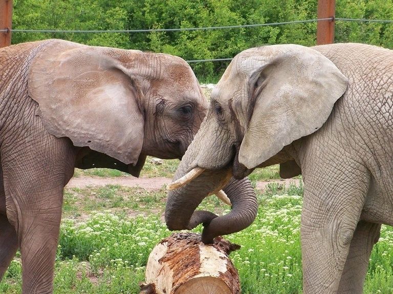 Elefanten im Zoopark Erfurt, Ausflugstipp Hotel Oberhof