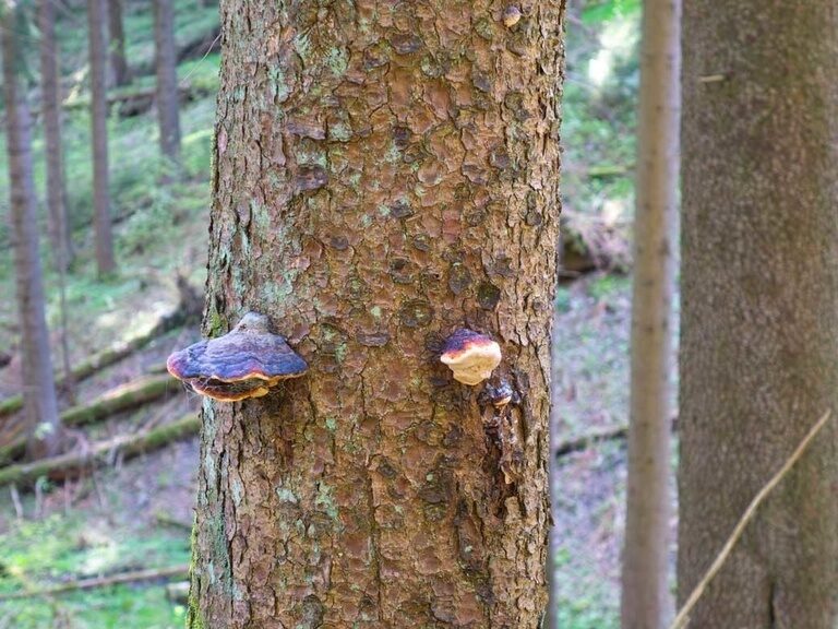 Hoteltipp, Naturerlebnispfad Oberhof