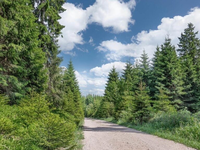 Ein geschotterter und breiter Wanderweg liegt zwischen grünen Bäumen und blauem Himmel.