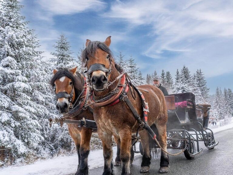 Zwei Pferde ziehen eine Kutsche entlang des winterlichen Waldes Oberhofs.