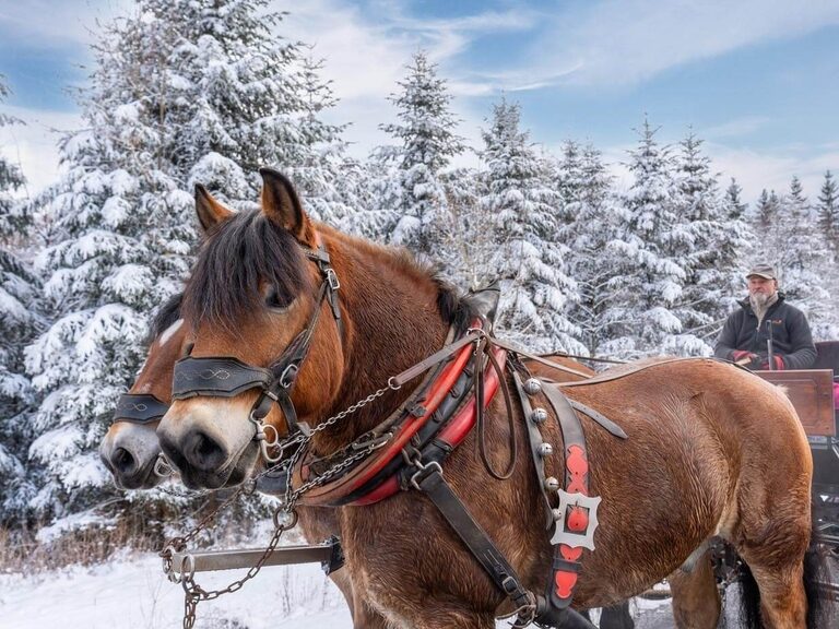 Nahaufnahme eines Pferdeschlittens vor winterlicher Waldlandschaft nahe Oberhof.