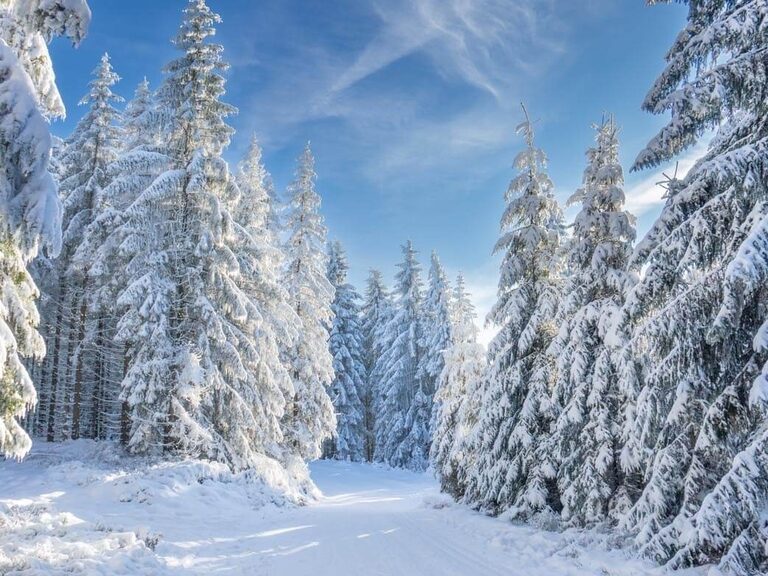 Eine Lichtung im winterlichen Wald nahe Oberhof ist über und über mit Schnee bedeckt.